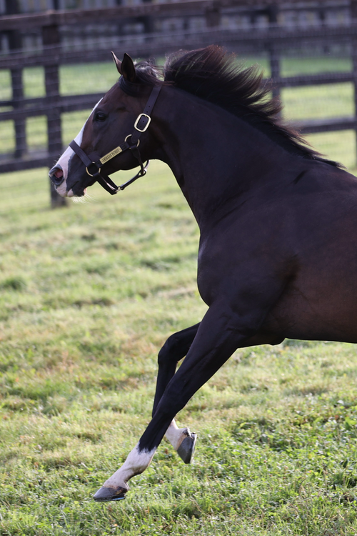 【希少】スタリオン・レヴュー 1987 vol.15 サラブレッド血統センター ミッドナイトバード｜サタデーオークション